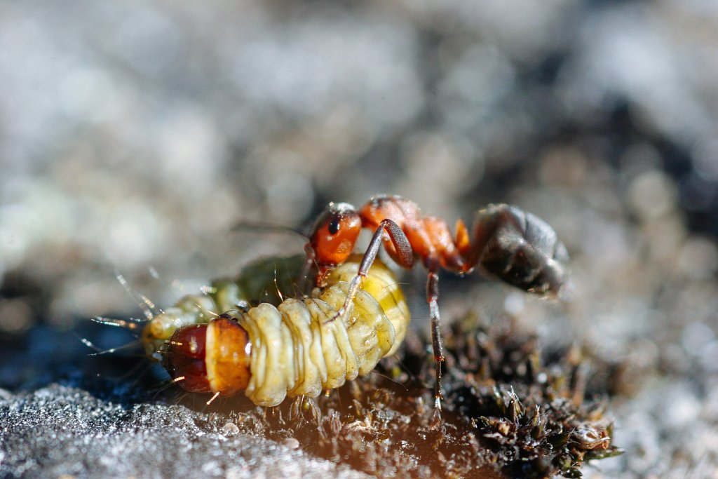 Priske saagiga sipelgas 2