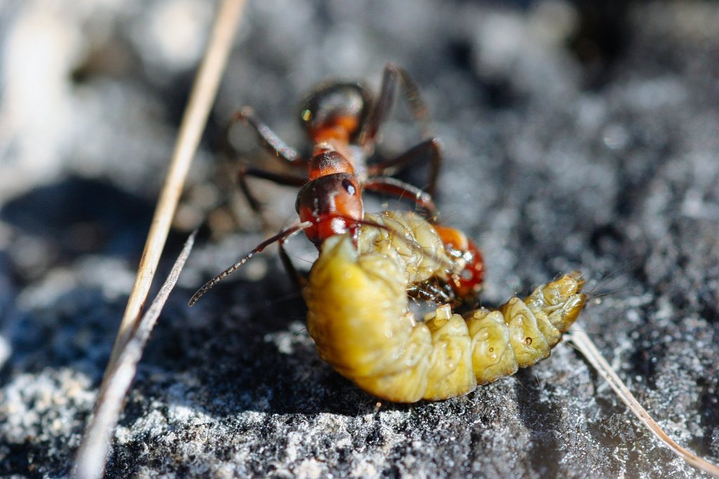 Priske saagiga sipelgas